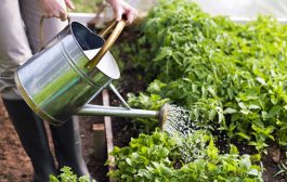 Jardinage : une activité phare dans une maison écologique