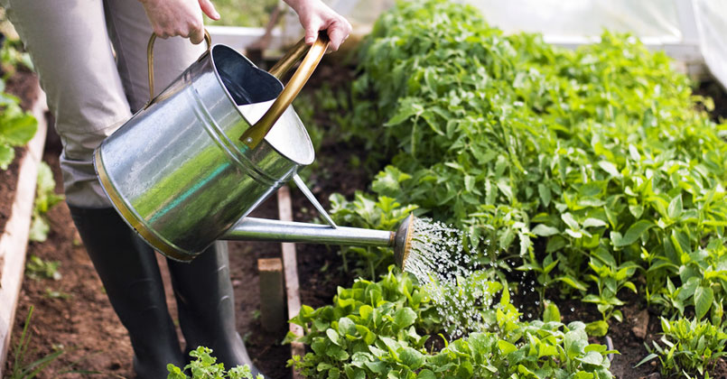 Jardinage : une activité phare dans une maison écologique