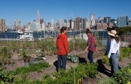 L'agriculture urbaine en faveur de l'écologie