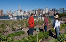 L'agriculture urbaine en faveur de l'écologie