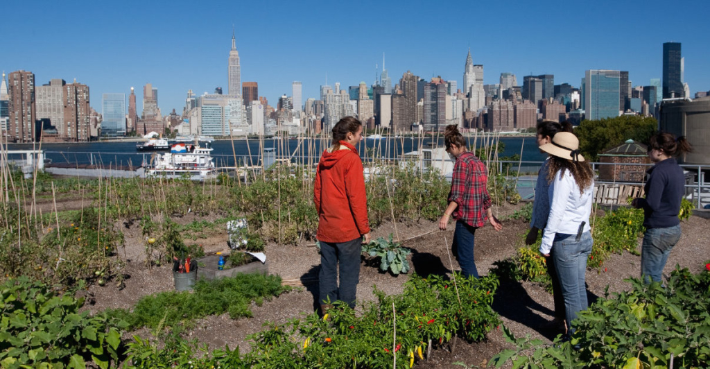 L'agriculture urbaine en faveur de l'écologie