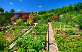 Jardin Bio : optez pour des engrais de fond
