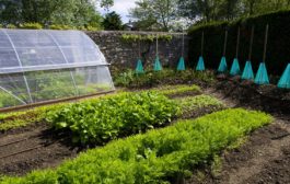 Créer une micro-agriculture biointensive sur une petite surface