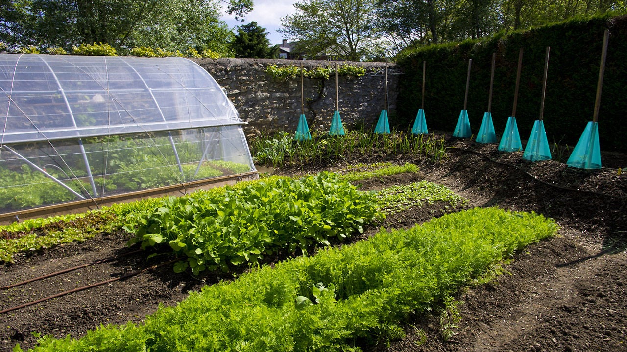 Créer une micro-agriculture biointensive sur une petite surface