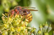 Comment éliminer les frelons dans le jardin ?