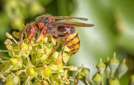 Comment éliminer les frelons dans le jardin ?