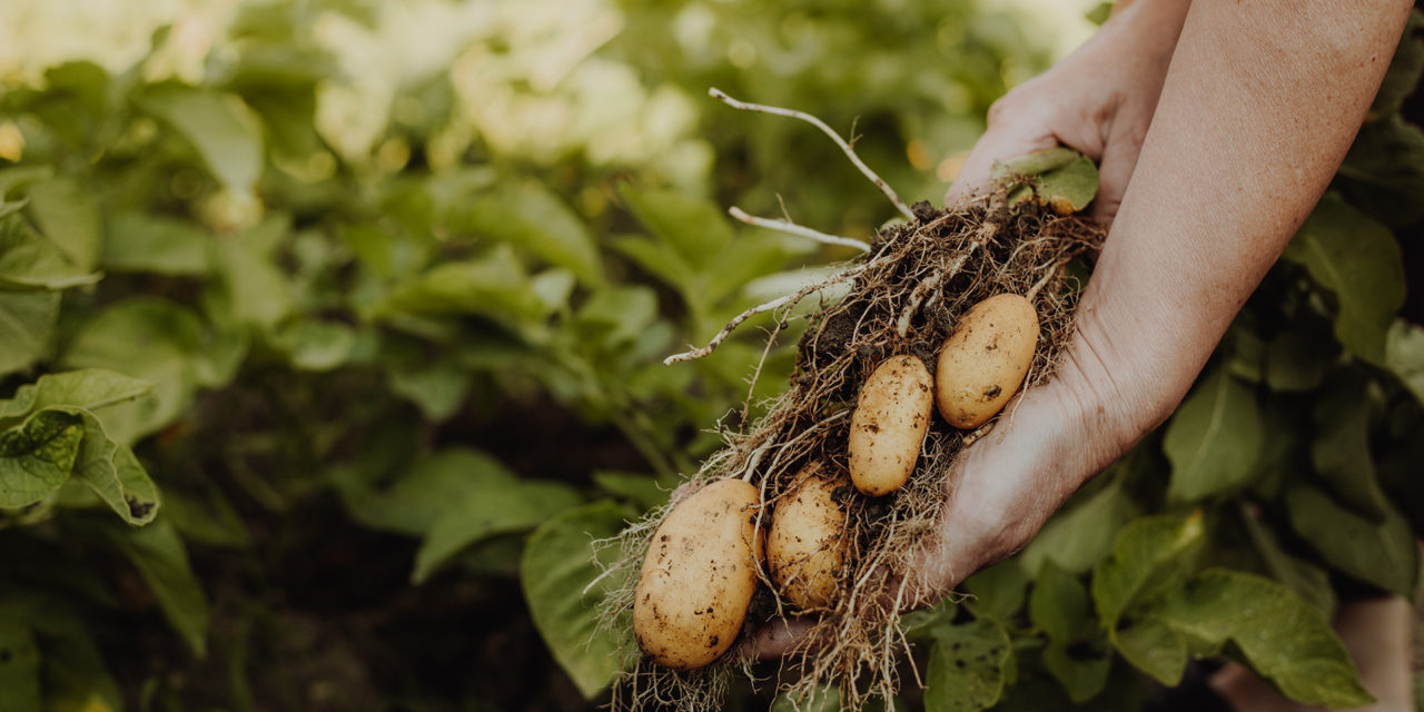 Solution zéro résidus de pesticides