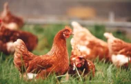 Comment réussir son élevage de poules à la maison ou à la ferme ?