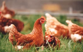 Comment réussir son élevage de poules à la maison ou à la ferme ?