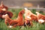 Comment réussir son élevage de poules à la maison ou à la ferme ?