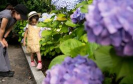 12 plantes increvables pour un jardin magnifique sans entretien