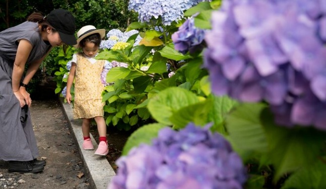 12 plantes increvables pour un jardin magnifique sans entretien