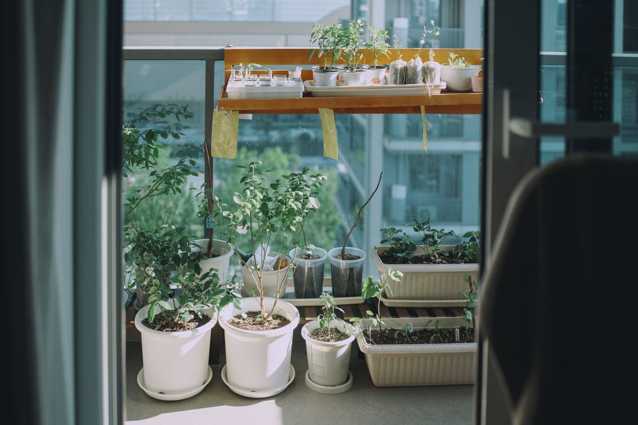 Aménager un jardin de plantes aromatiques sur balcon : conseils pratiques